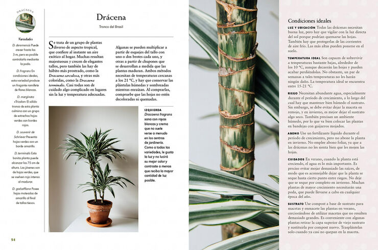 Plantas de interior. Guía indispensable para lograr unas plantas felices y sanas