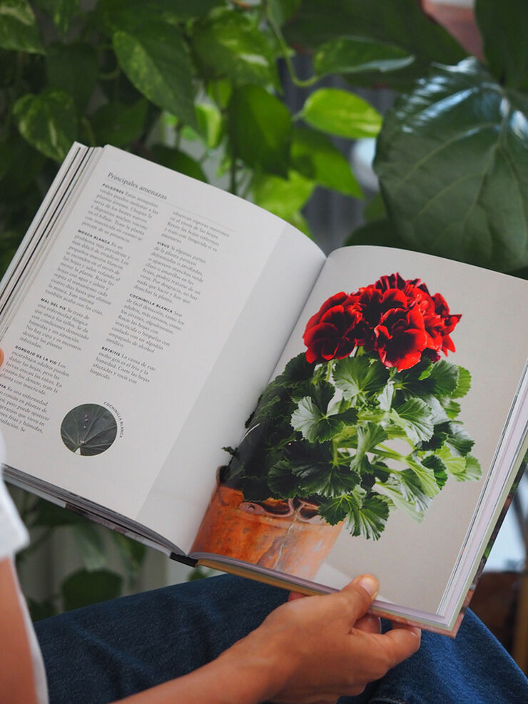 Plantas de interior. Guía indispensable para lograr unas plantas felices y sanas