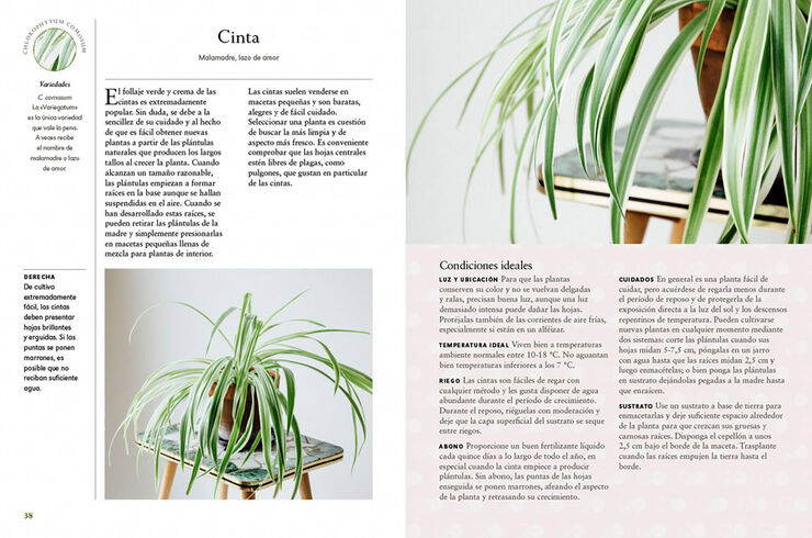 Plantas de interior. Guía indispensable para lograr unas plantas felices y sanas