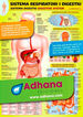 ADHAC Sistema respiratori/digestiu