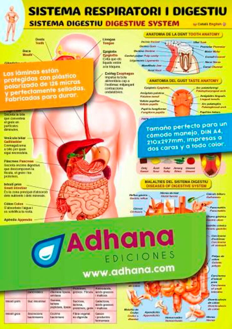 ADHAC Sistema respiratori/digestiu