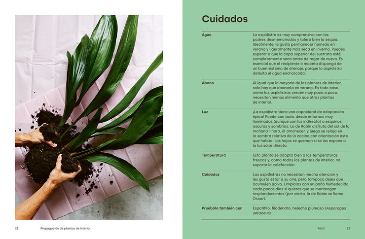 Propagación de plantas de interior. Trucos y consejos para replantar