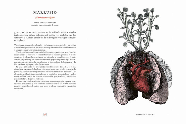 Mi jardín medicinal. Cuidados ancestrales para enfermedades modernas