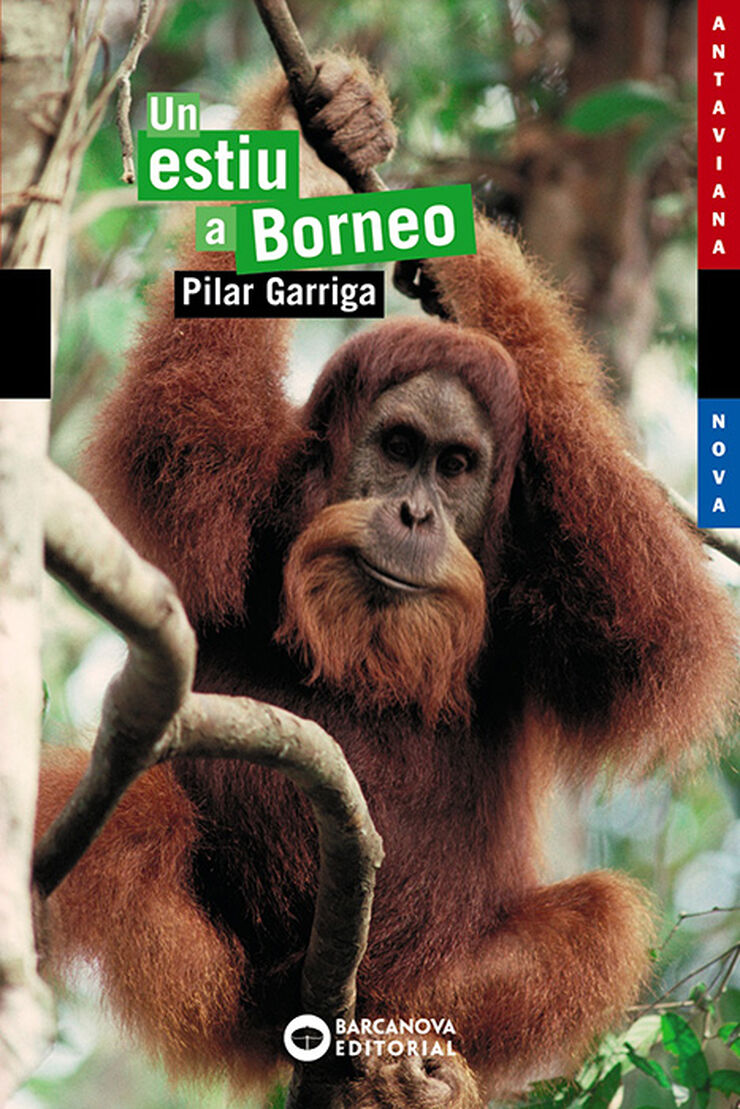 Estiu a Borneo, Un